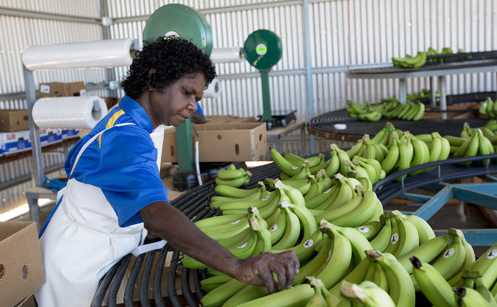 ANNUAL REPORT Indigenous Banana Plantation