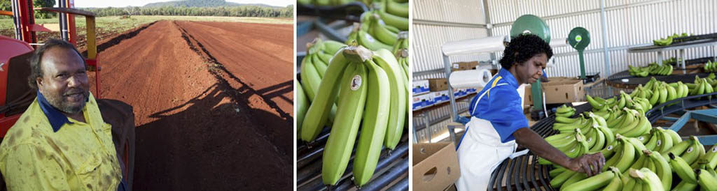 workers at banana plantation FNQ